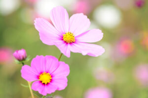 Cosmea Floral Bloom654412939